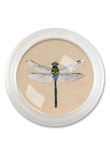 Emerald Green Crystal Dragonfly 4" Round Glass Coaster