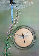 Emerald Green Crystal Dragonfly 4" Round Glass Coaster