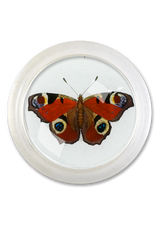 European Peacock Red Butterfly 4" Round Glass Coaster
