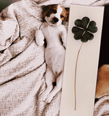 Bensgarden.com | Lucky, Lucky Clover Decoupage Glass Tray - Bensgarden.com