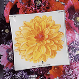 Bensgarden.com | Orange King Dahlia Blossom Tray - Bensgarden.com