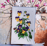 Pansies Botanical Decoupage Glass Tray - Wholesale Ben's Garden