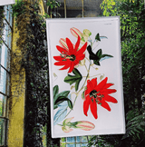 Red Passion Flower Botanical Decoupage Glass Tray - Wholesale Ben's Garden