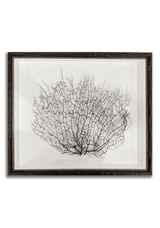 Bensgarden.com | True Barbados Sea Fan Specimens - Bensgarden.com