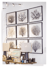 Bensgarden.com | True Barbados Sea Fan Specimens - Bensgarden.com