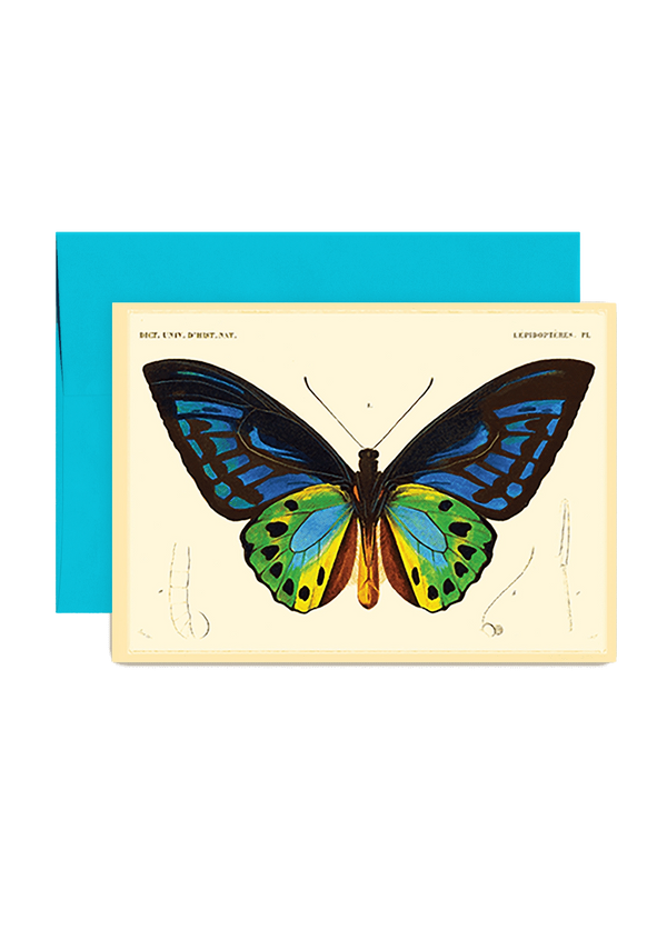 Min. Case Pack of 6 // Butterfly No. 7 Folded Greeting Card