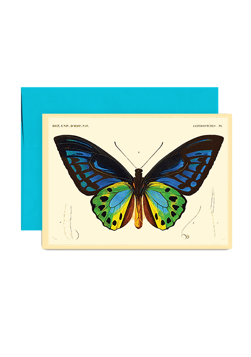 Min. Case Pack of 6 // Butterfly No. 7 Folded Greeting Card