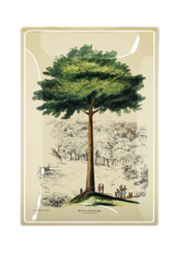 The Tree of Knowledge Decoupage Glass Tray