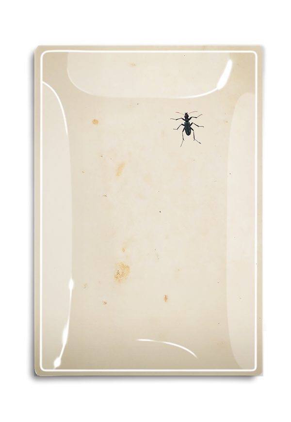 Curious Critter Decoupage Glass Tray