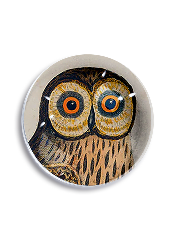 The Wide-Eyed Owl Crystal Dome Paperweight
