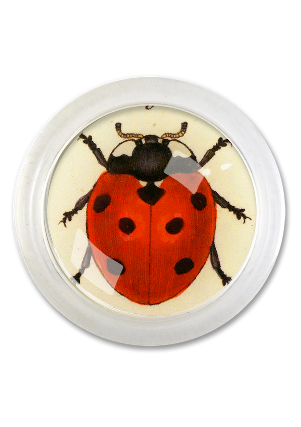 Red English Ladybug 4" Round Glass Coaster