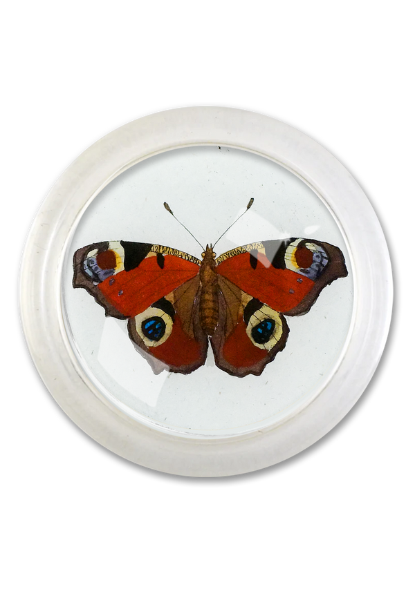 European Peacock Red Butterfly 4" Round Glass Coaster