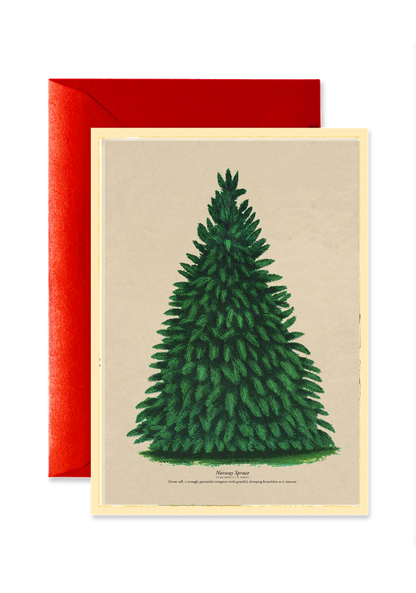 Vintage Norway Spruce Blank A7 Greeting Card