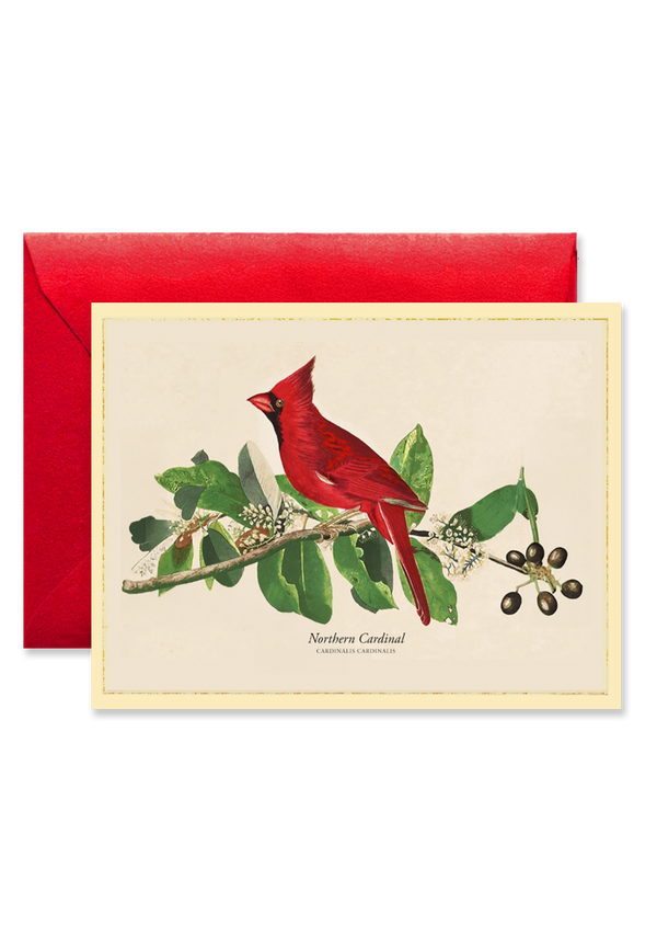 Northern Cardinal Blank A7 Greeting Card