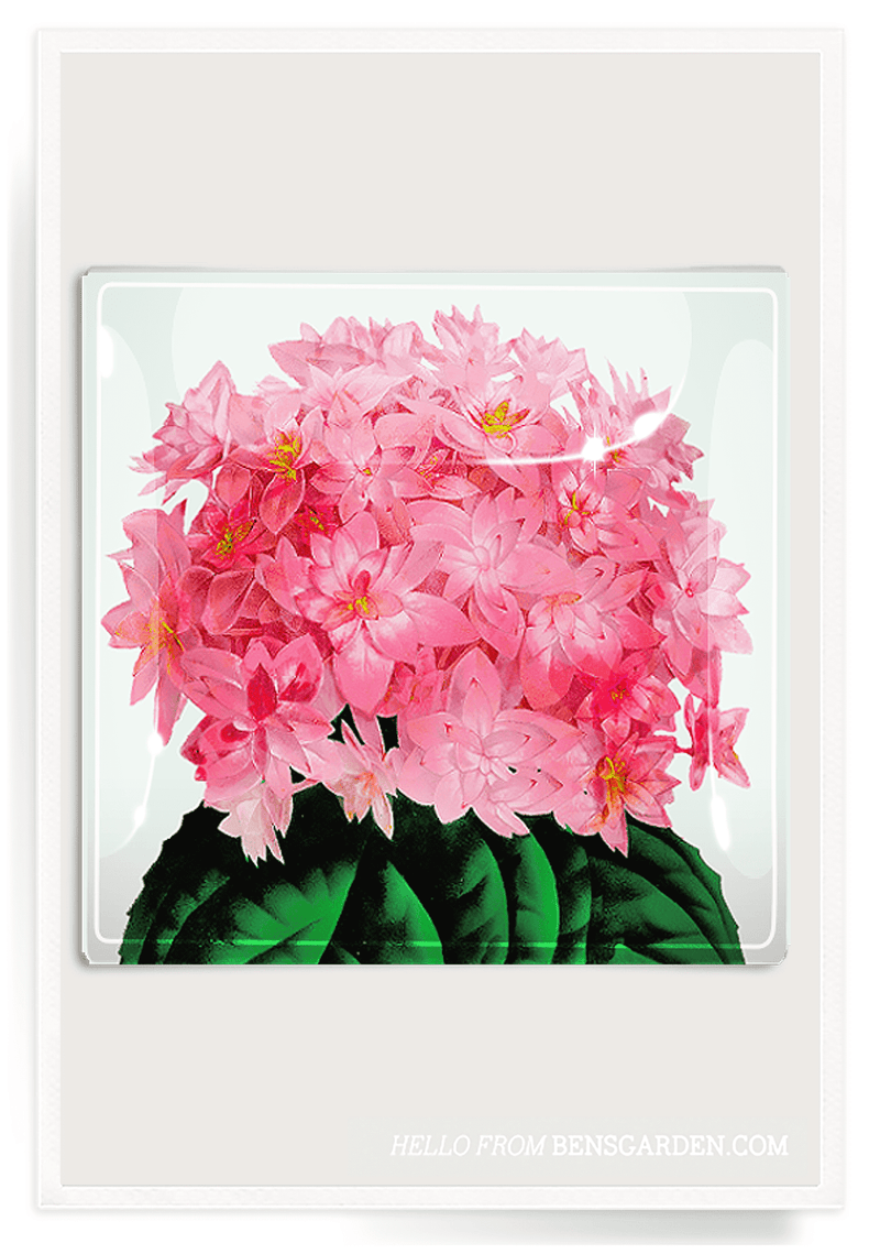 Bensgarden.com | Coral Pink Hydrangea Decoupage Glass Tray - Bensgarden.com