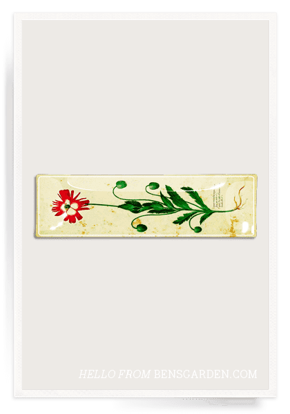 Bensgarden.com | French Paper Crimson Poppy 3.5"x 12" Decoupage Curiosity Glass Tray - Bensgarden.com