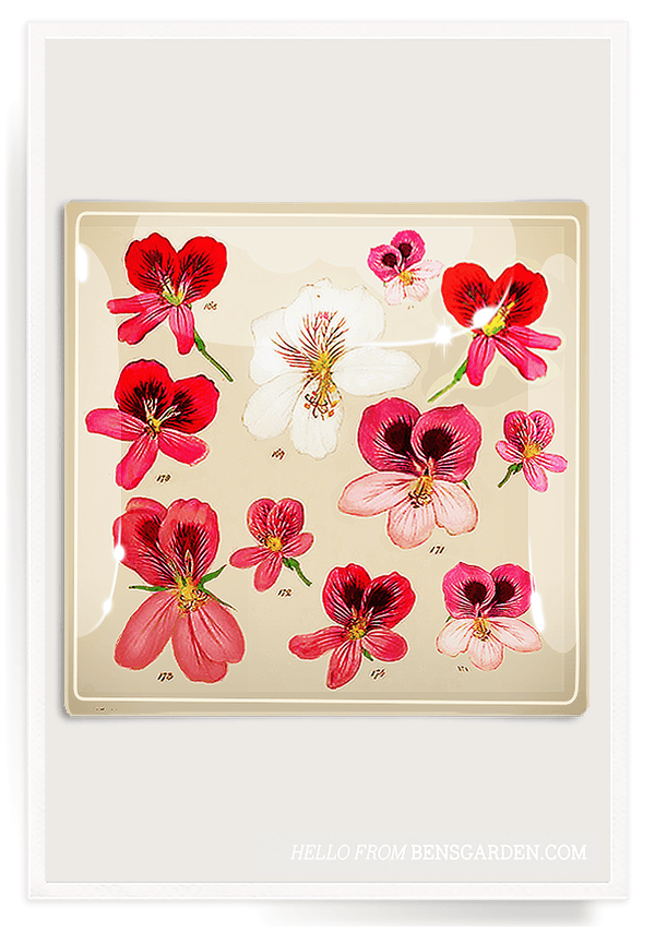 Bensgarden.com | Geramium Blossom Decoupage Glass Tray - Bensgarden.com