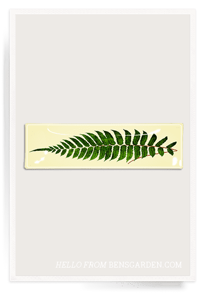 Bensgarden.com | Hadley Fern Frond Decoupage Glass Tray - Bensgarden.com