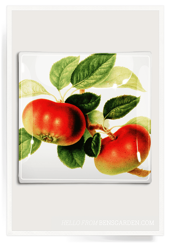 Bensgarden.com | Lady Apple Decoupage Glass Tray - Bensgarden.com