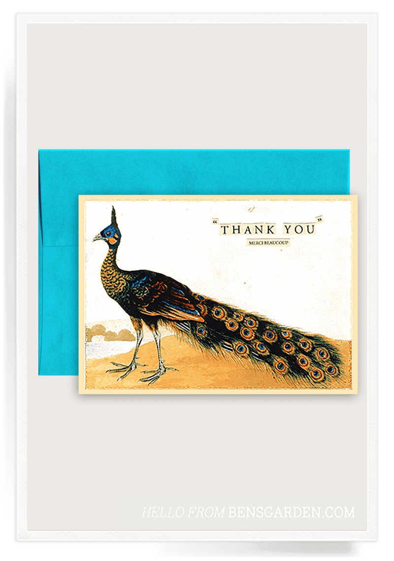 Bensgarden.com | Thank You Peacock Folded Greeting Card // Min. Case Pack of 6 - Bensgarden.com