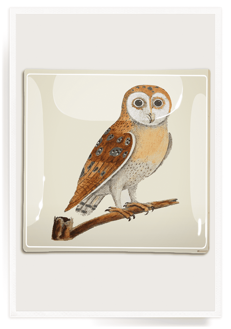 Bensgarden.com | Owl Hoot Decoupage Glass Tray - Bensgarden.com