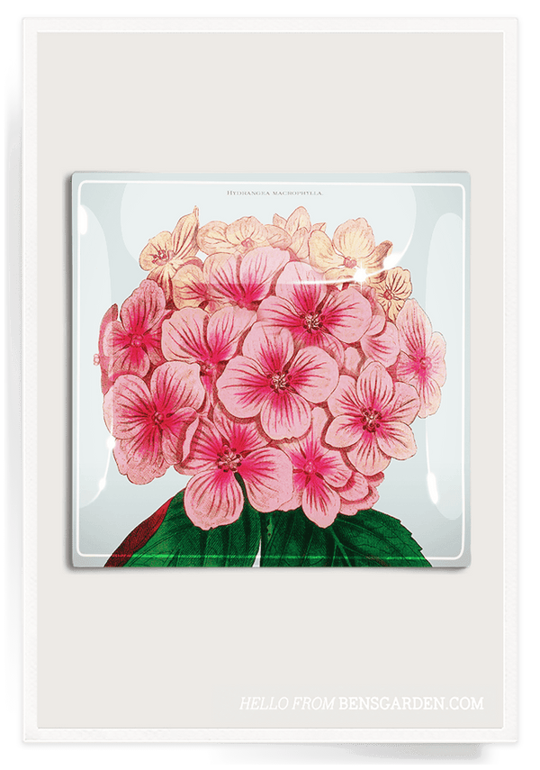 Bensgarden.com | Pink Hydrangea Decoupage Glass Tray - Bensgarden.com