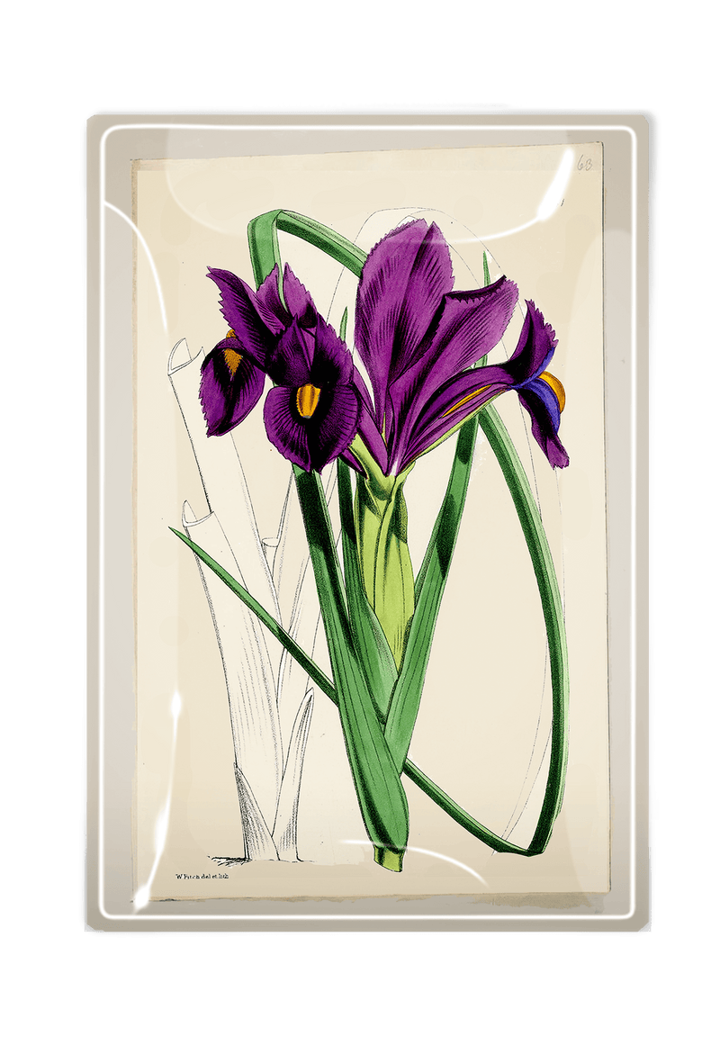 Purple Iris Decoupage Glass Tray - Wholesale Ben's Garden 