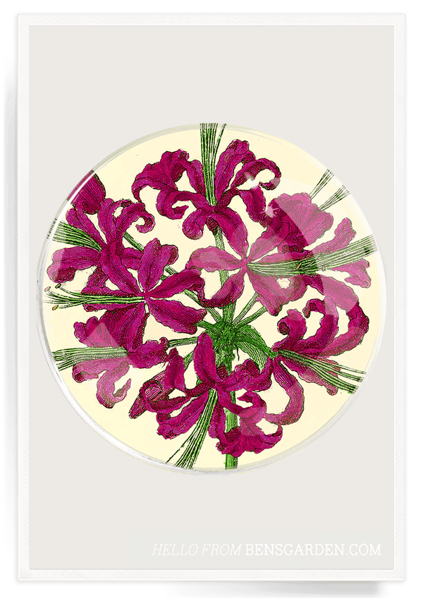 Bensgarden.com | Raspberry Allium Blossom Round Decoupage Glass Tray - Bensgarden.com