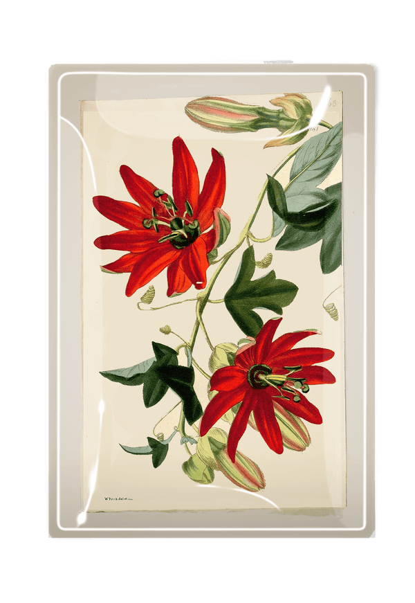 Red Passion Flower Botanical Decoupage Glass Tray - Wholesale Ben's Garden 