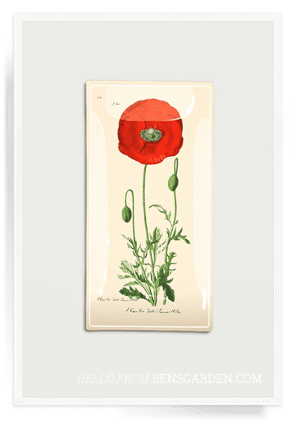 Bensgarden.com | Red Poppy Stem Decoupage Glass Tray - Bensgarden.com