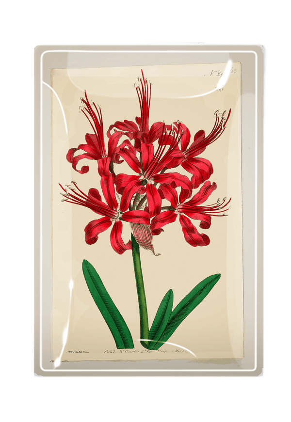 Scarlett Lily Botanical Decoupage Glass Tray - Wholesale Ben's Garden 