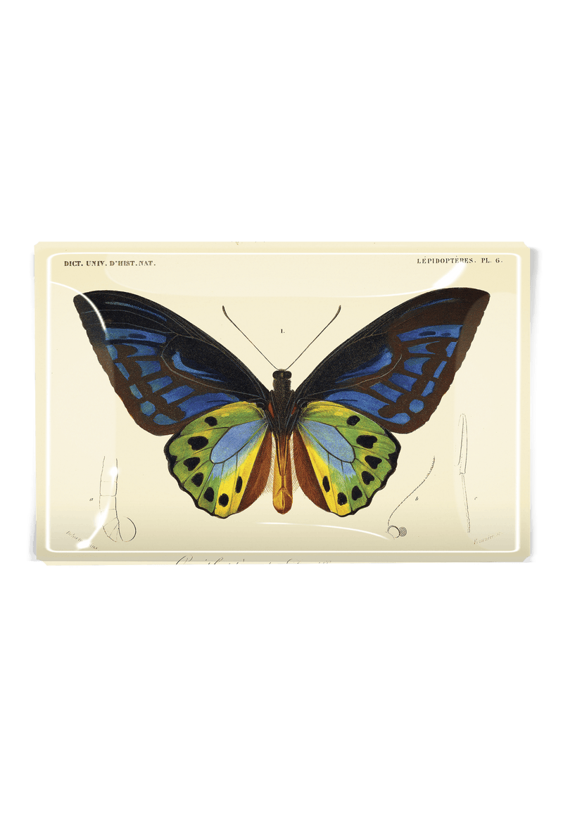 Tropical Butterfly No. 6 Decoupage Glass Tray - Wholesale Ben's Garden 
