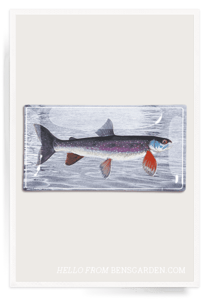 Bensgarden.com | Vintage Fish No. 4 Decoupage Glass Tray - Bensgarden.com