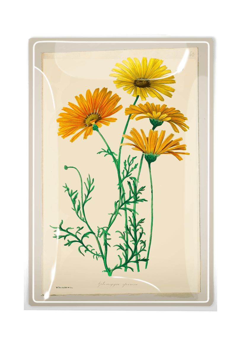 Yellow Daisies Decoupage Glass Tray - Wholesale Ben's Garden 