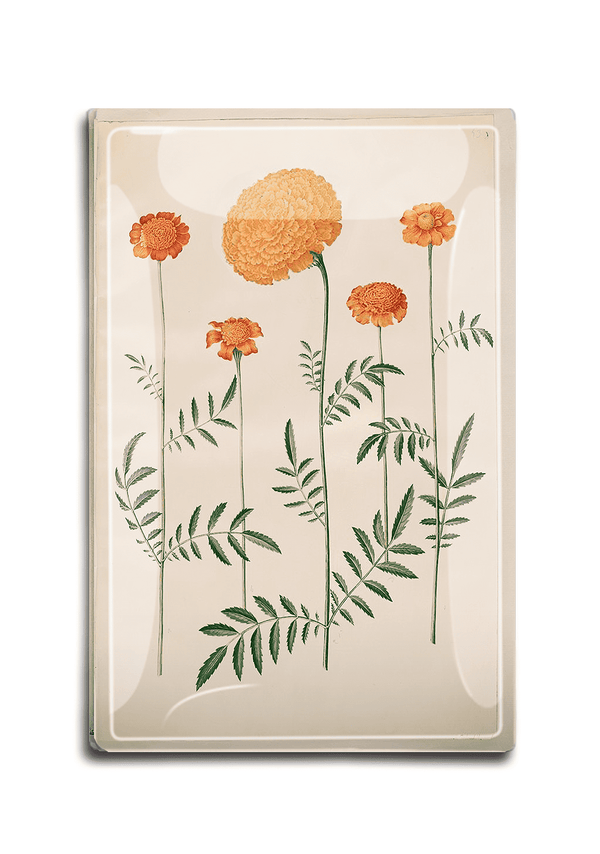 Bensgarden.com | Yellow Marigold Botany Decoupage Glass Tray - Bensgarden.com